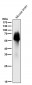 Anti-Tau MAPT Rabbit Monoclonal Antibody